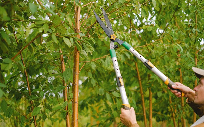 Tree trimming in Golconda, IL